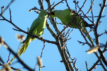 ring-necked parakeet (Psittacula krameri) Kenneth Noble